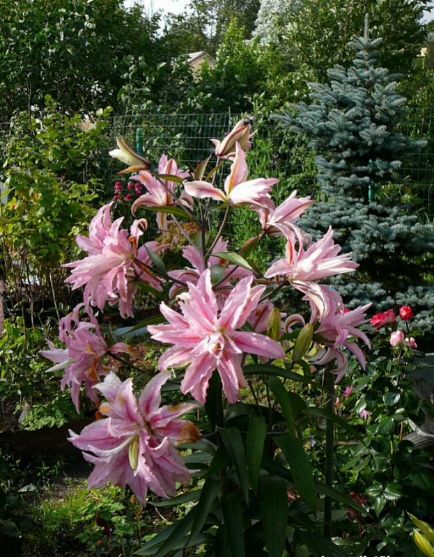 Лилия Брокен Харт